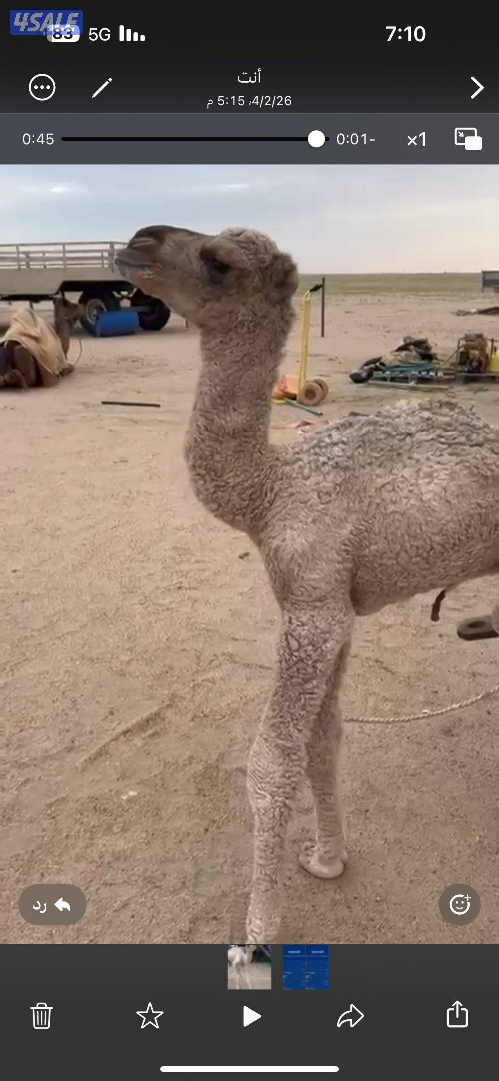 ضير يشرب بالمرضاعه0