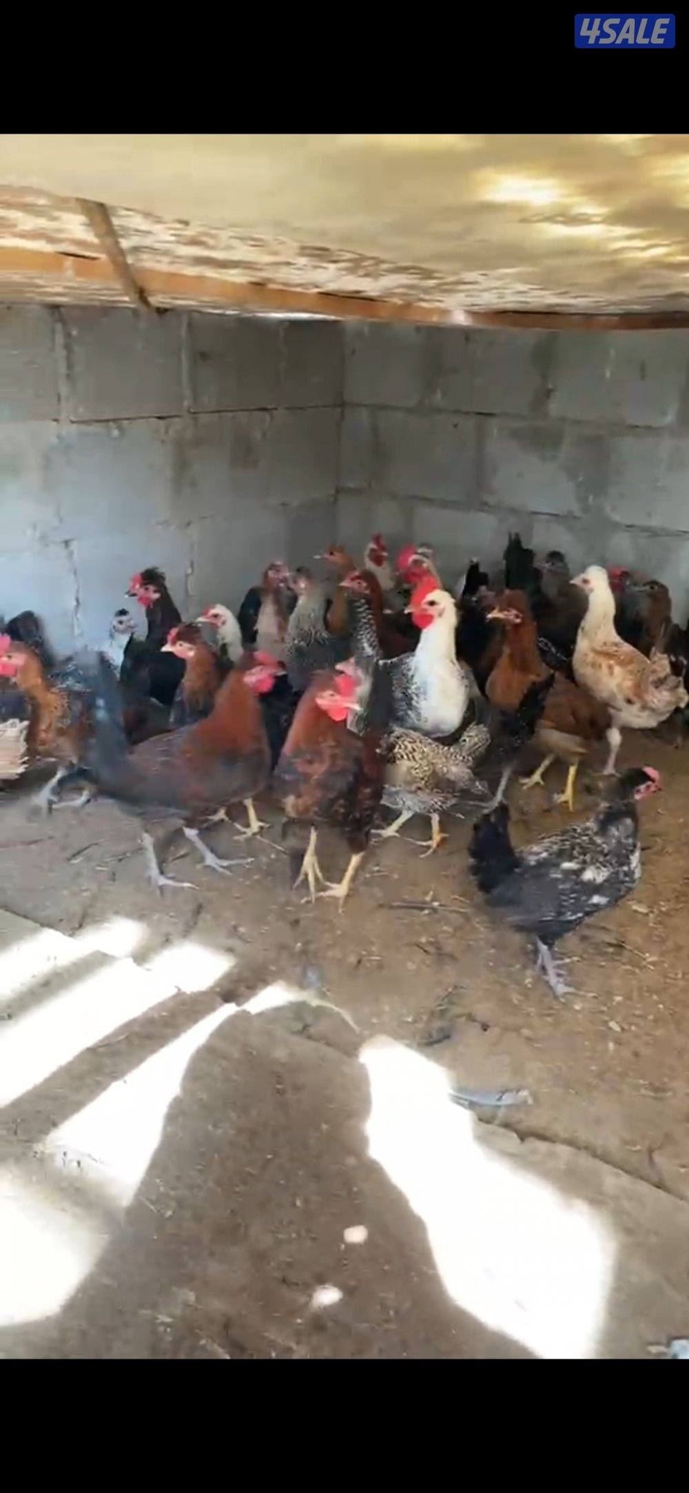 للبيع دجاج وديوك عربية0