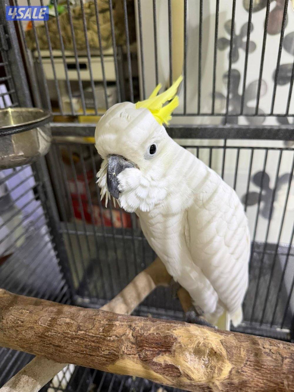 بصحه جيده جدا العمر سنتين1