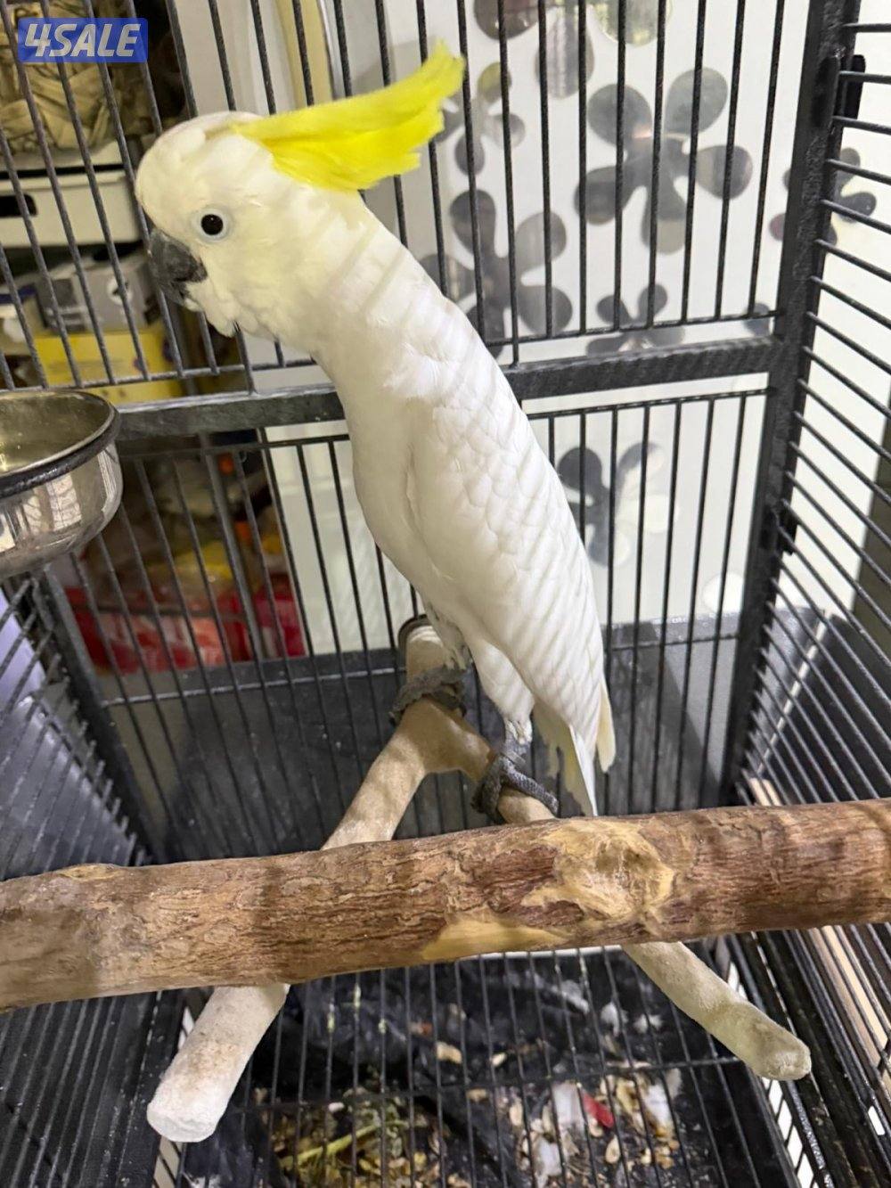 بصحه جيده جدا العمر سنتين2