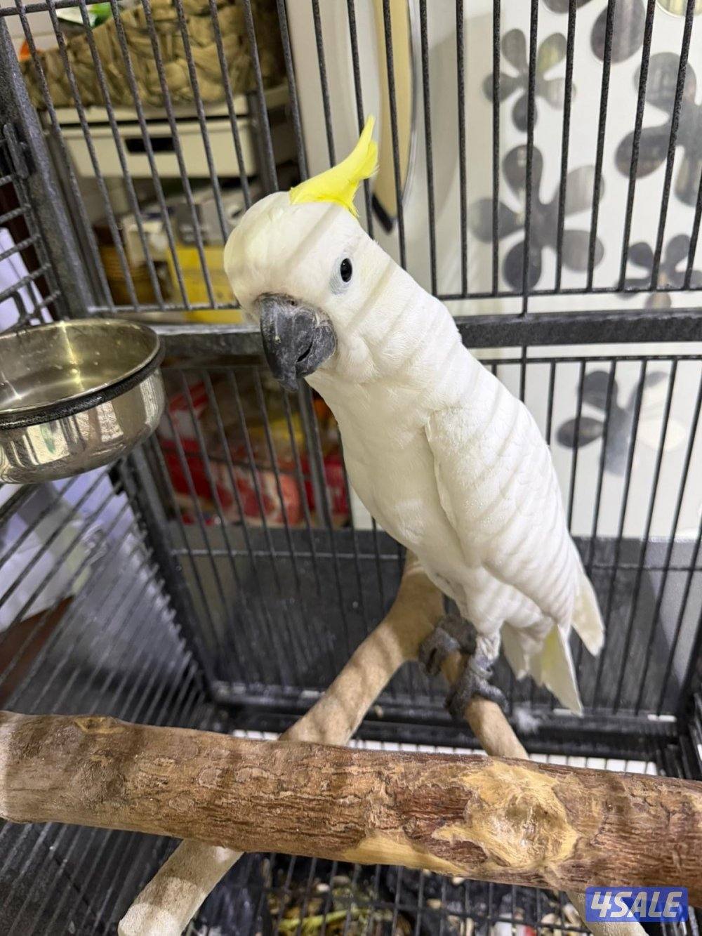 بصحه جيده جدا العمر سنتين3