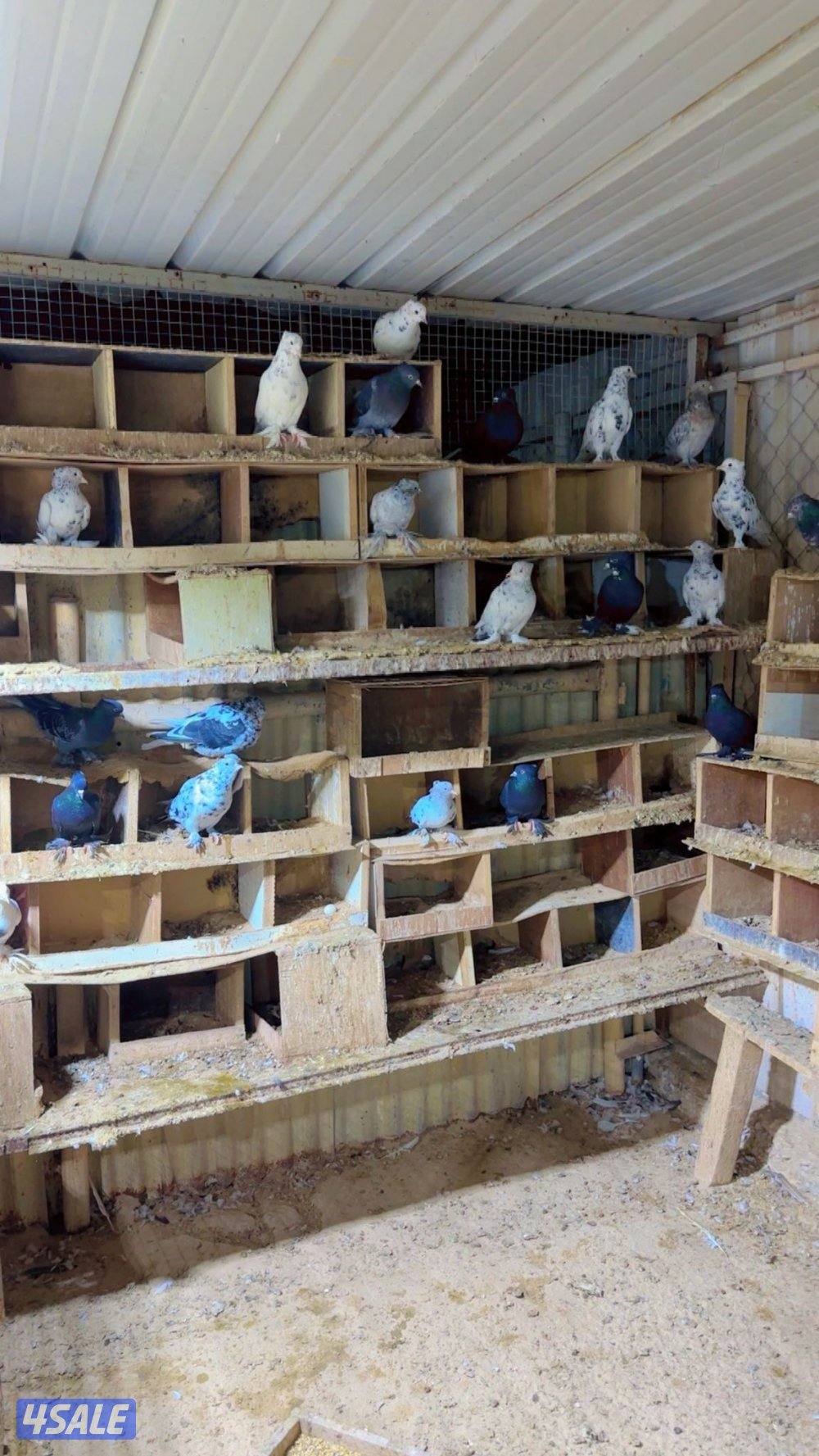 حمام ايراني0