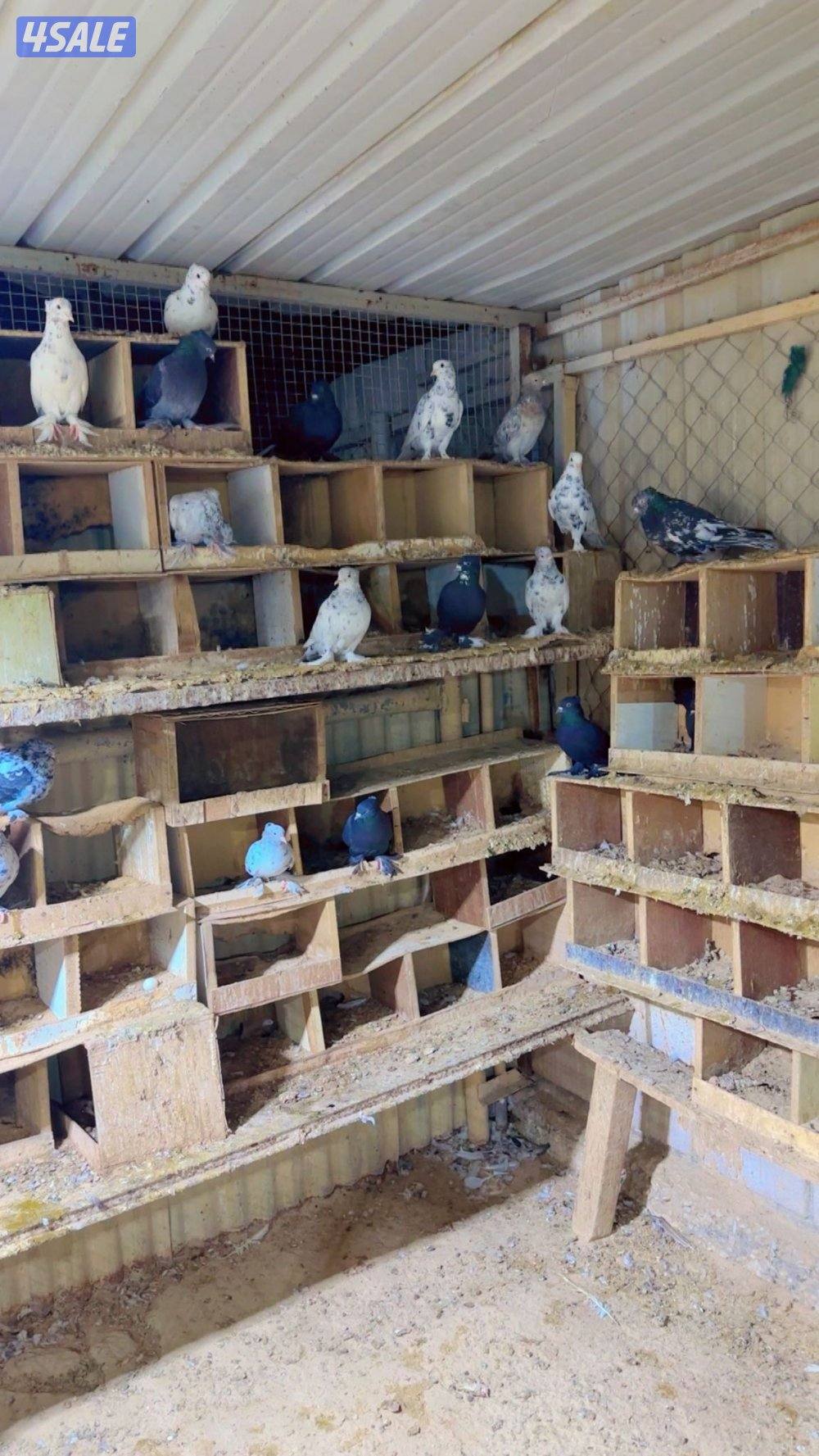 حمام ايراني1