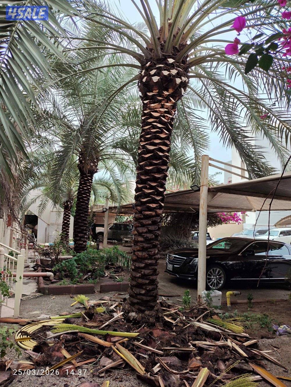 اهوازي النخيل جميع مناطق الكويت شيل و زراعه تركيب بيع و شراء نخيل0