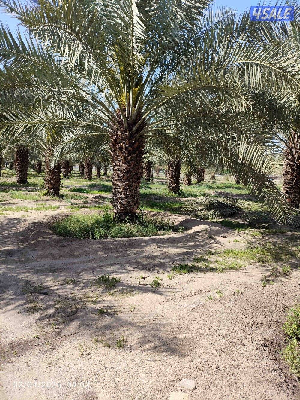 اهوازي النخيل جميع مناطق الكويت شيل و زراعه تركيب بيع و شراء نخيل1
