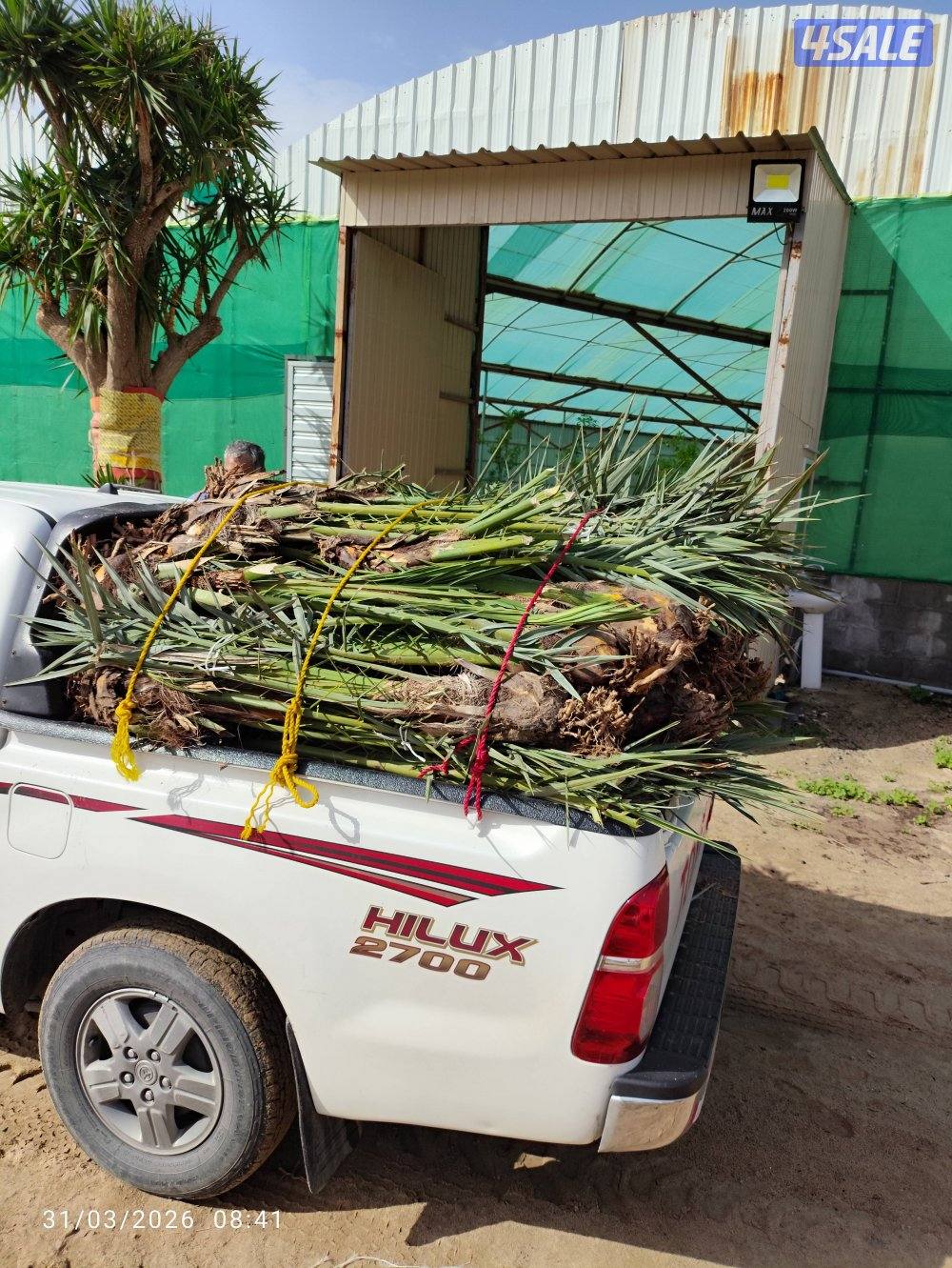 اهوازي النخيل جميع مناطق الكويت شيل و زراعه تركيب بيع و شراء نخيل2