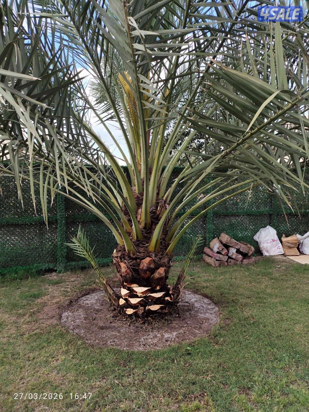 اهوازي النخيل جميع مناطق الكويت شيل و زراعه تركيب بيع و شراء نخيل3