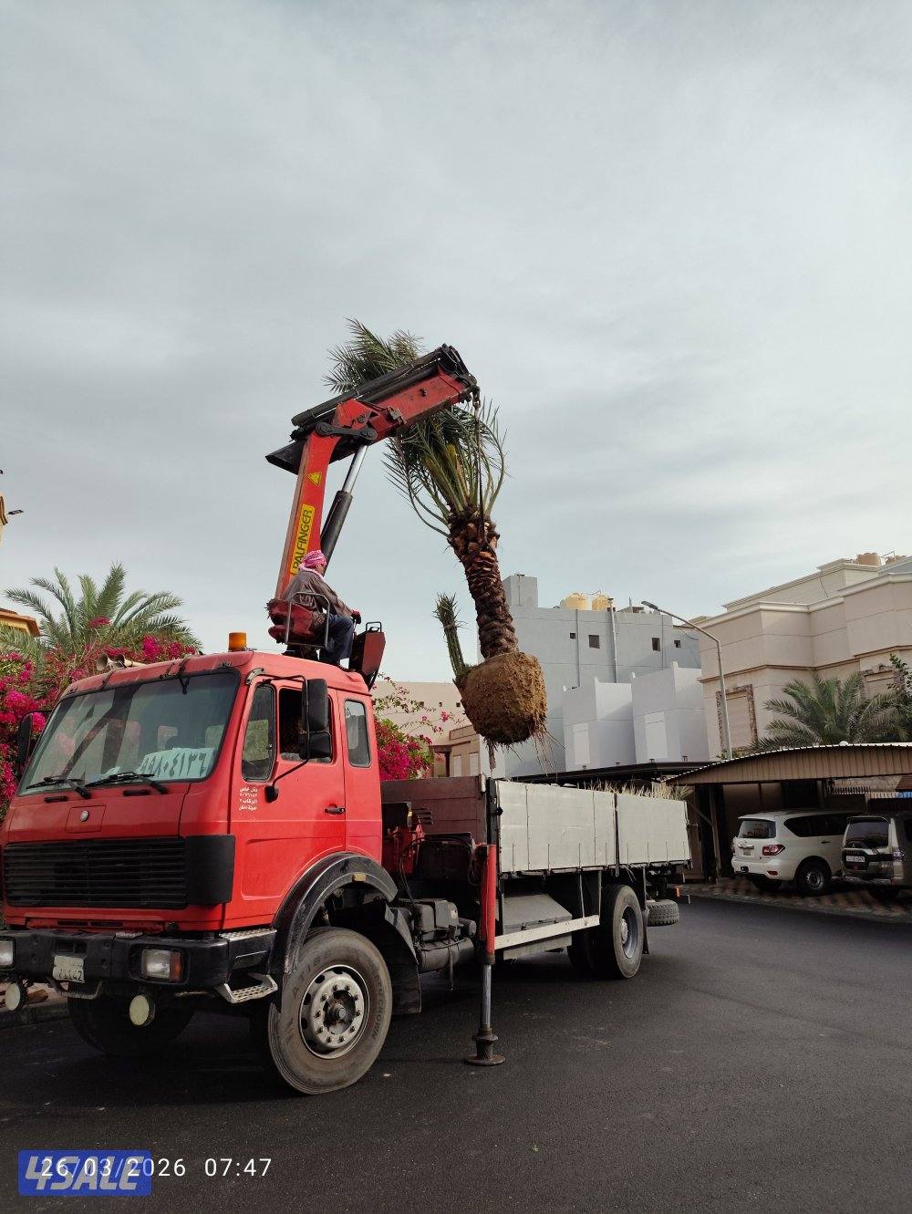 اهوازي النخيل جميع مناطق الكويت شيل و زراعه تركيب بيع و شراء نخيل4