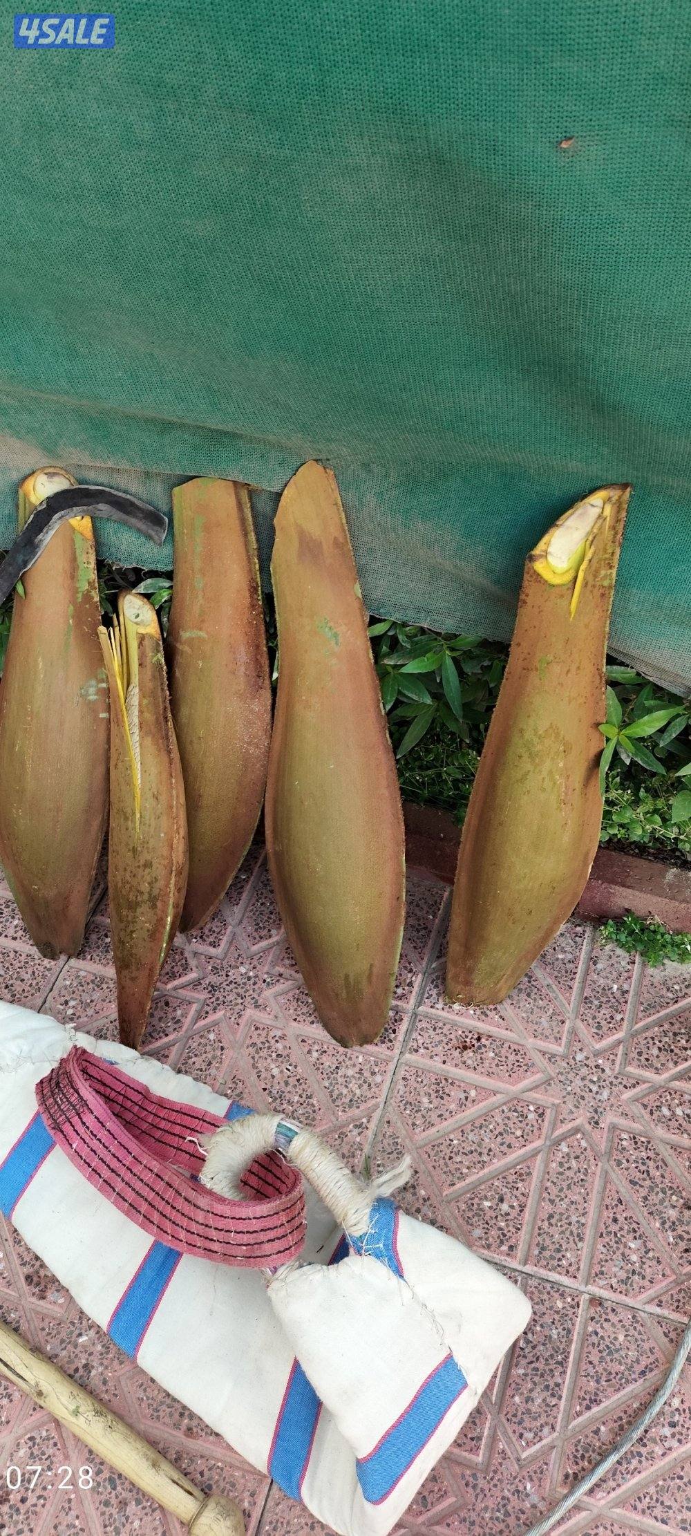 اهوازي النخيل جميع مناطق الكويت شيل و زراعه تركيب بيع و شراء نخيل5