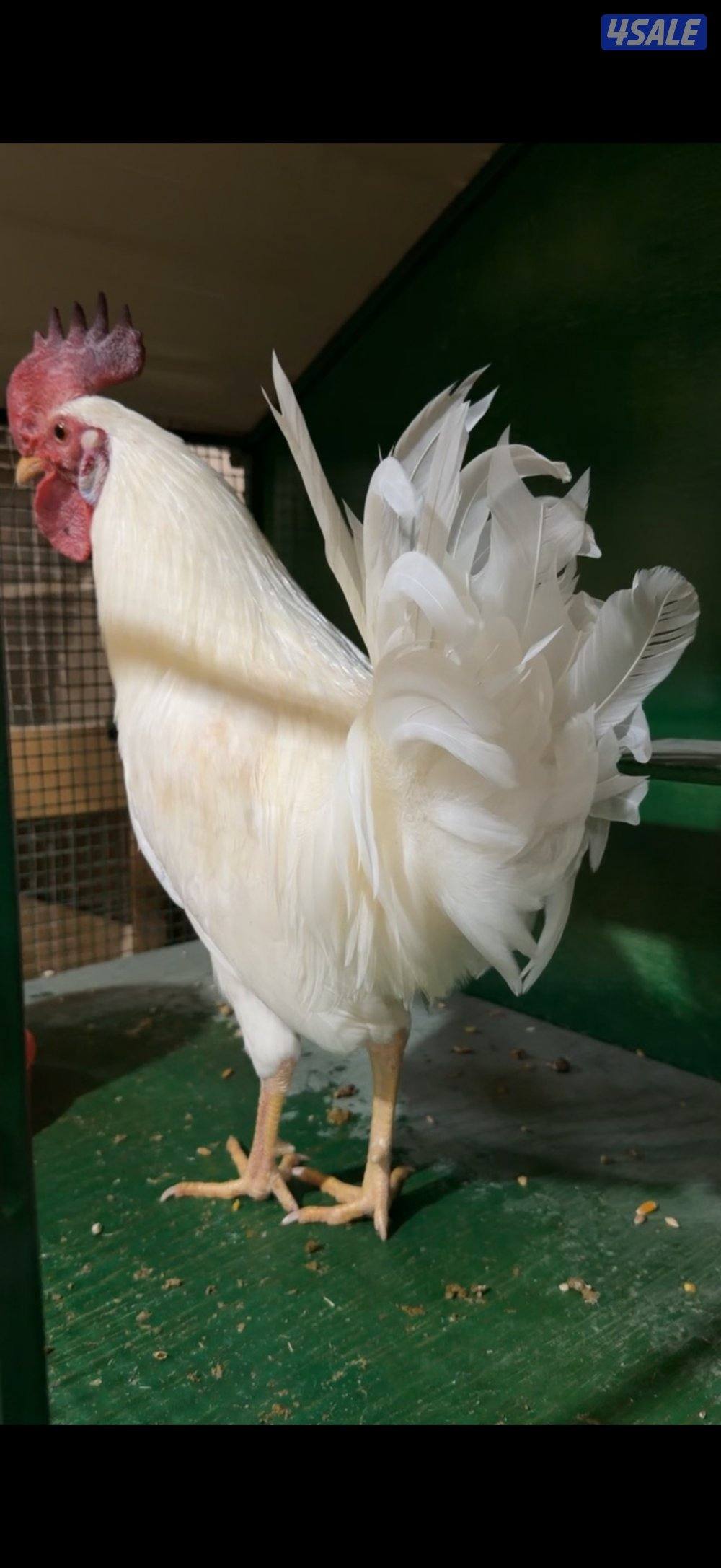 عربي اصلي دم نظيف0