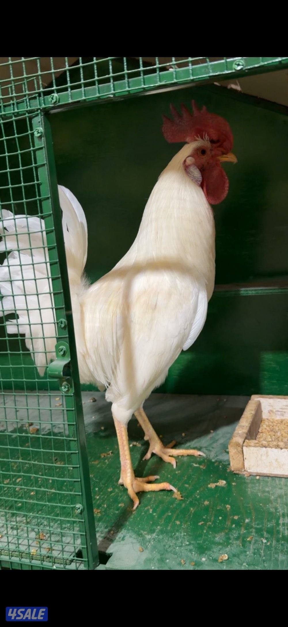 عربي اصلي دم نظيف1