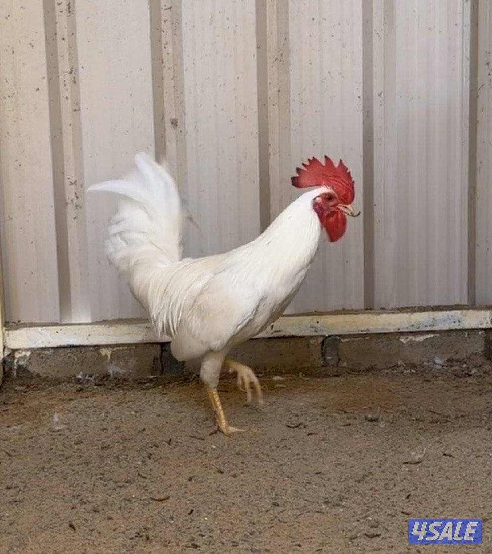 عربي اصلي دم نظيف2