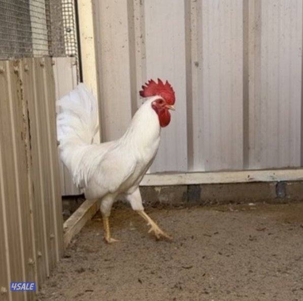 عربي اصلي دم نظيف3