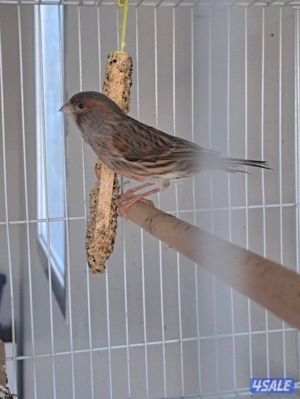 فحل تغريد  ايراني / نثيه ايرانيه3