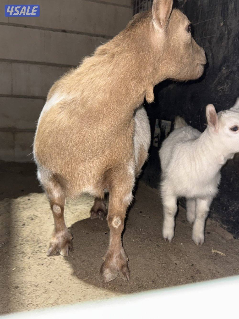 للبيع ثلاث جفرات  و معزه و بنتها0