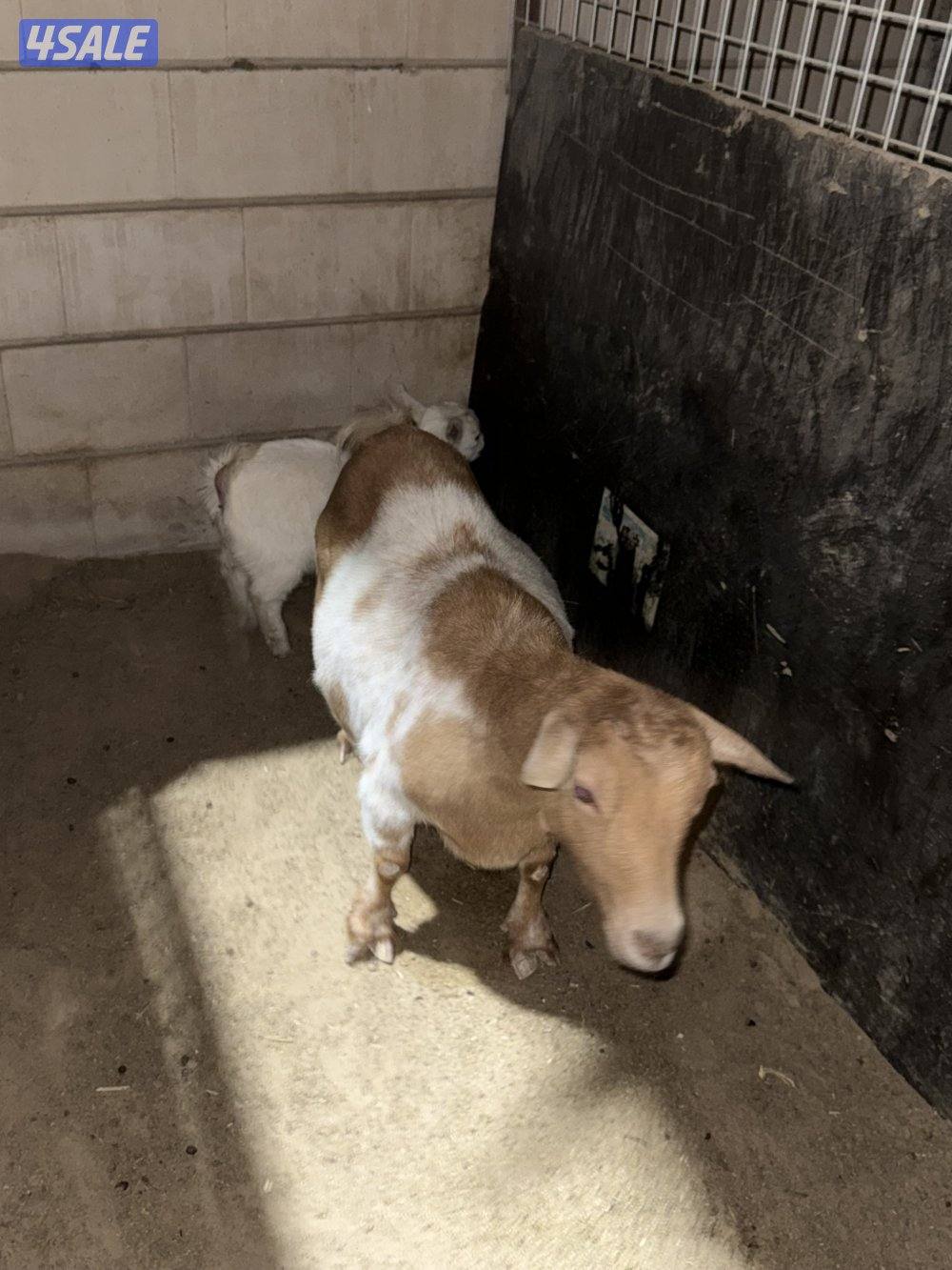 للبيع ثلاث جفرات  و معزه و بنتها1