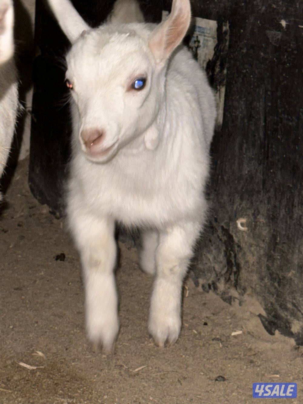 للبيع ثلاث جفرات  و معزه و بنتها2