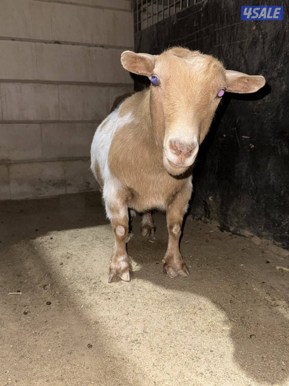 للبيع ثلاث جفرات  و معزه و بنتها3