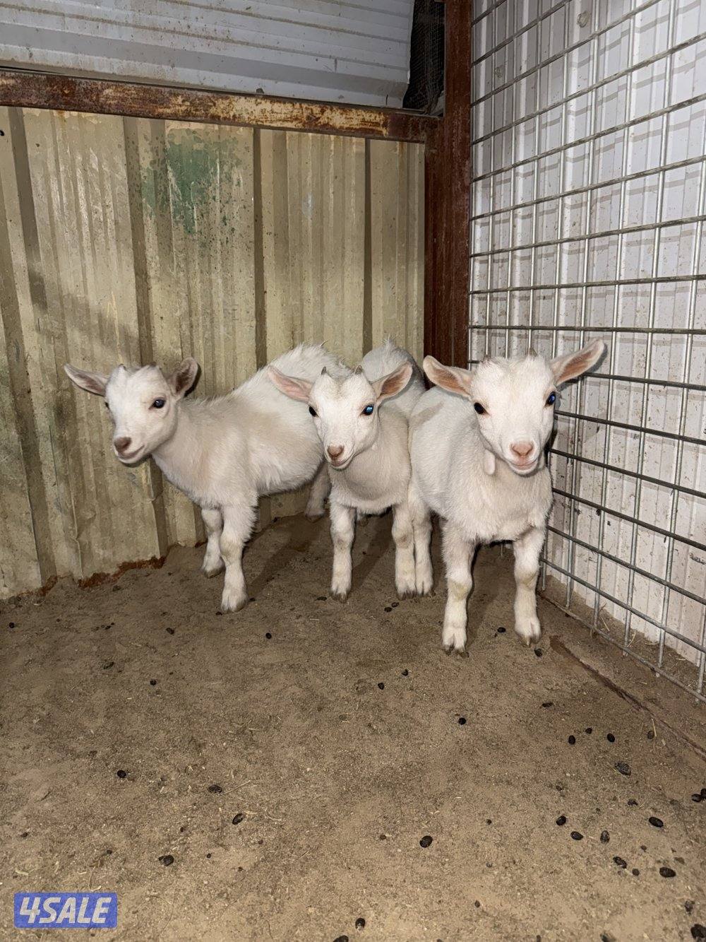 للبيع ثلاث جفرات  و معزه و بنتها4