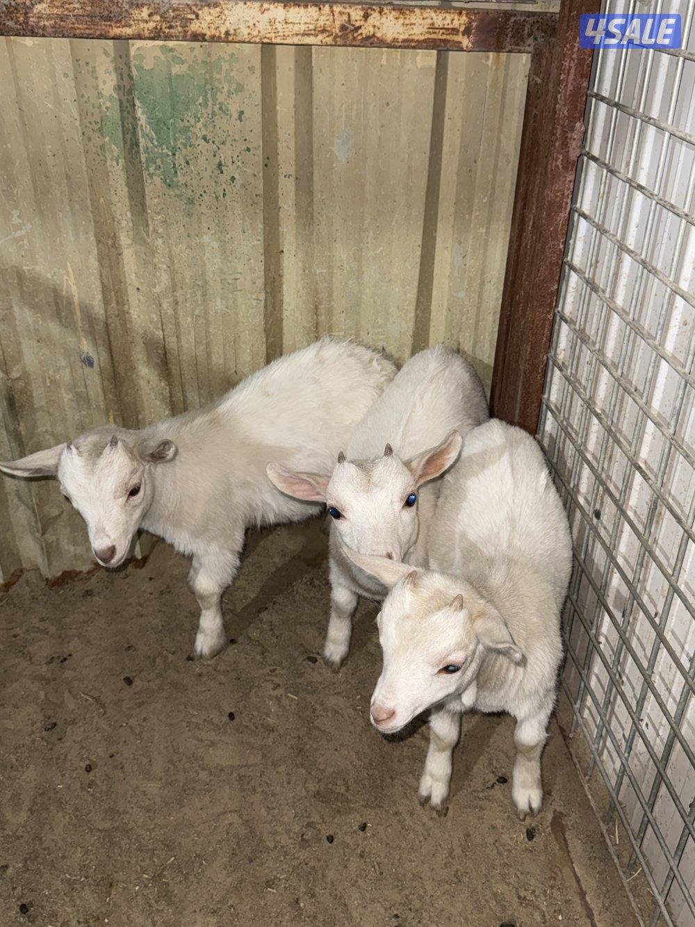 للبيع ثلاث جفرات  و معزه و بنتها5