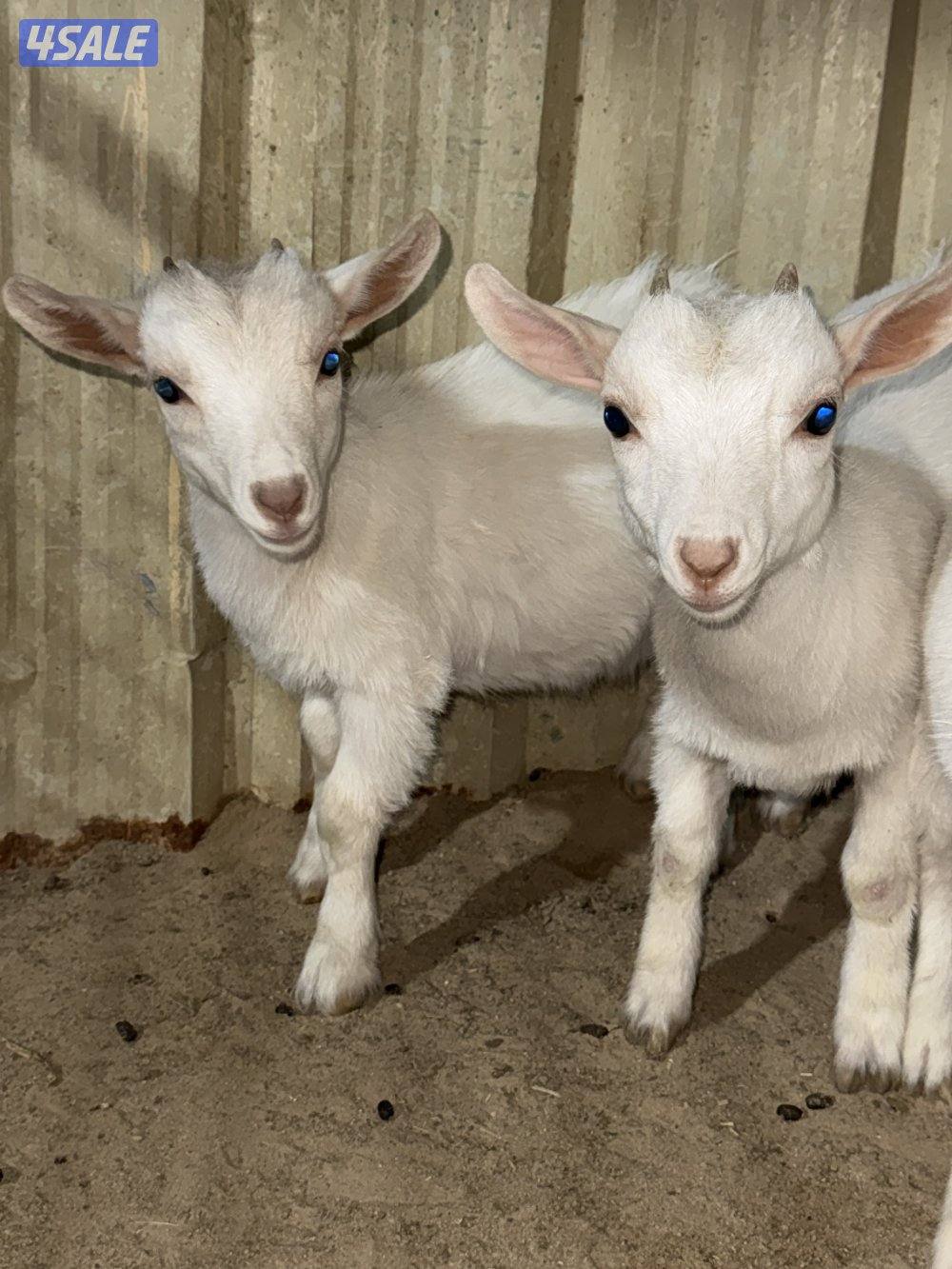 للبيع ثلاث جفرات  و معزه و بنتها6