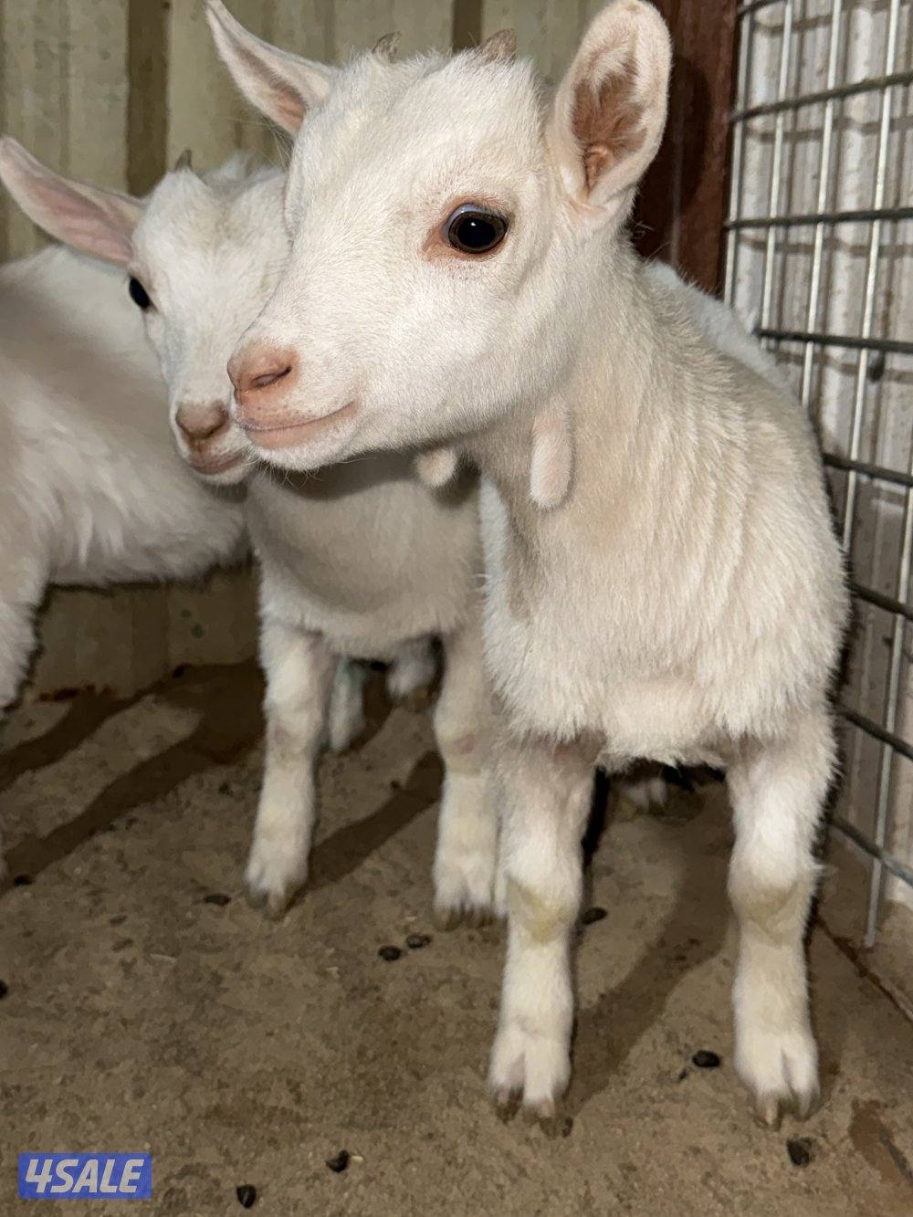 للبيع ثلاث جفرات  و معزه و بنتها8