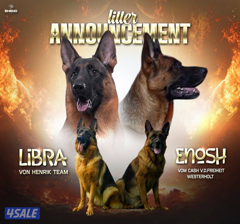 للبيع German shepherd showline0