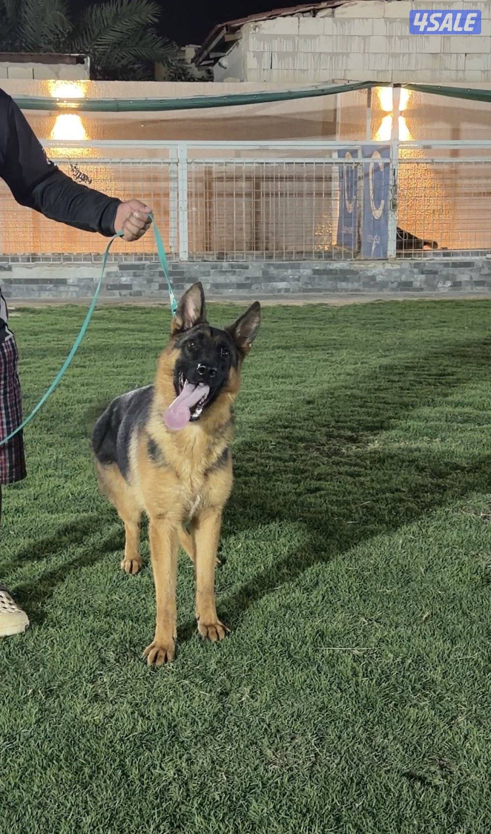 للبيع German shepherd showline1