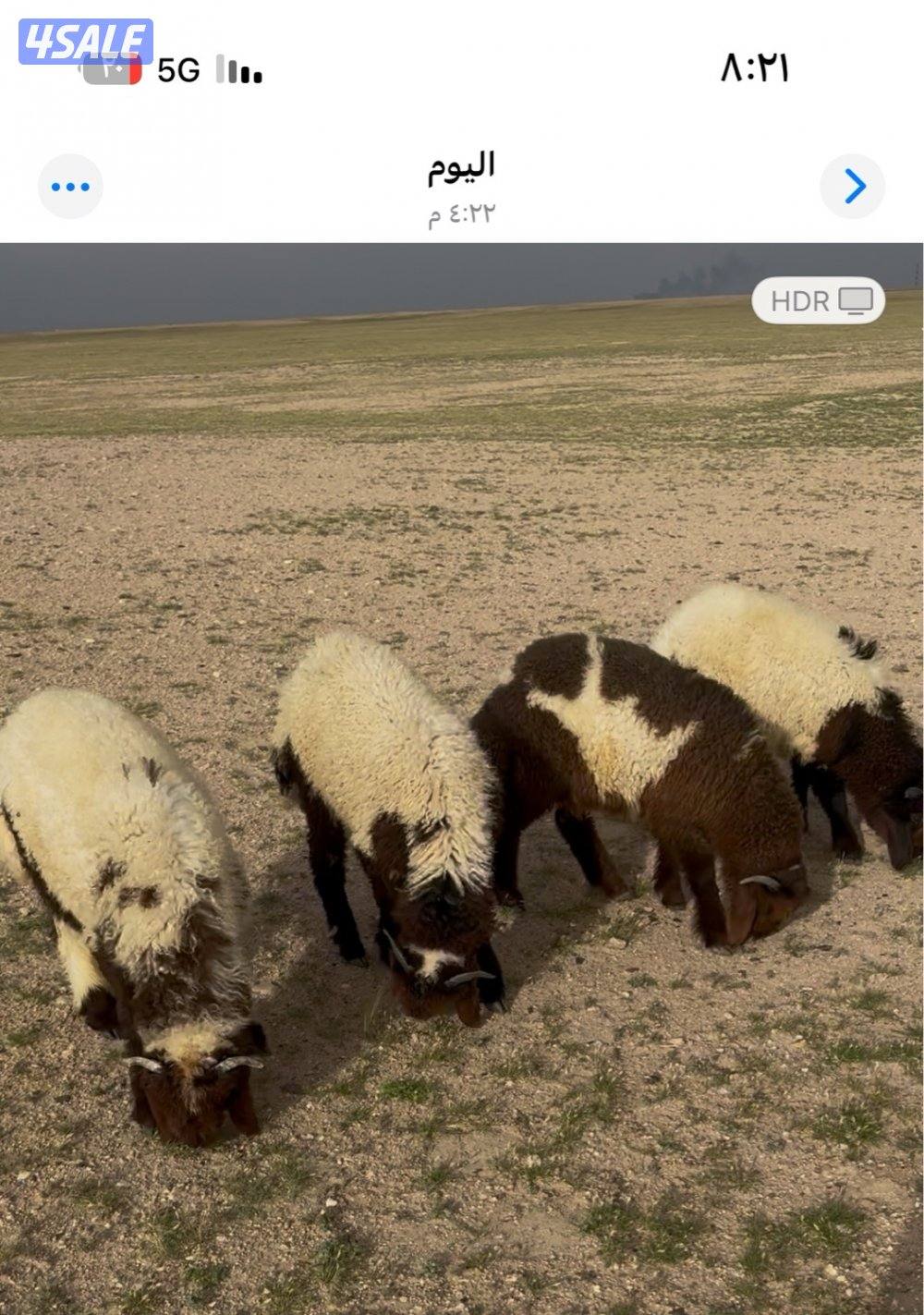 طليان عدد٤0