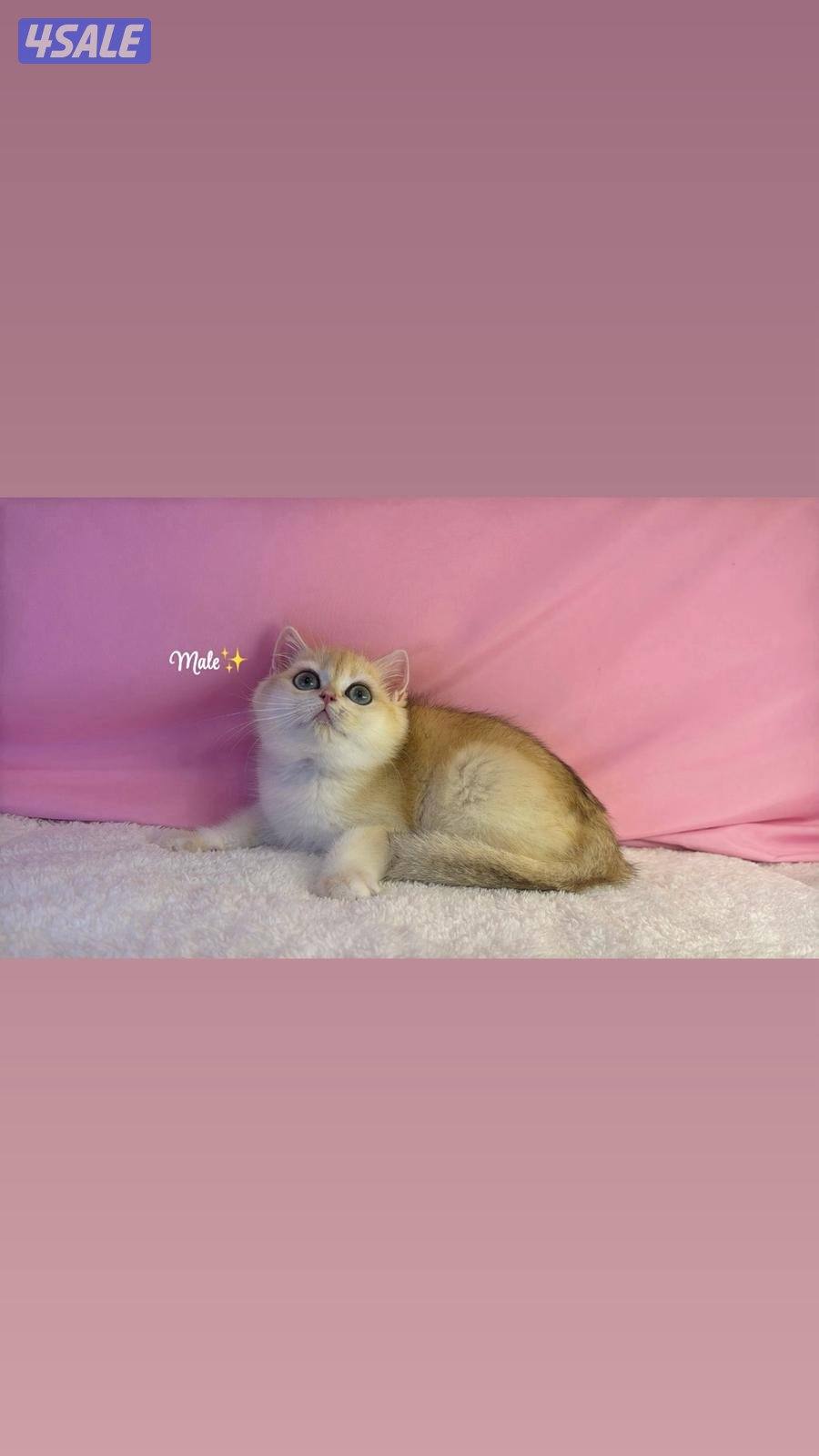 للبيع ذكر بريتش قولد Ny121