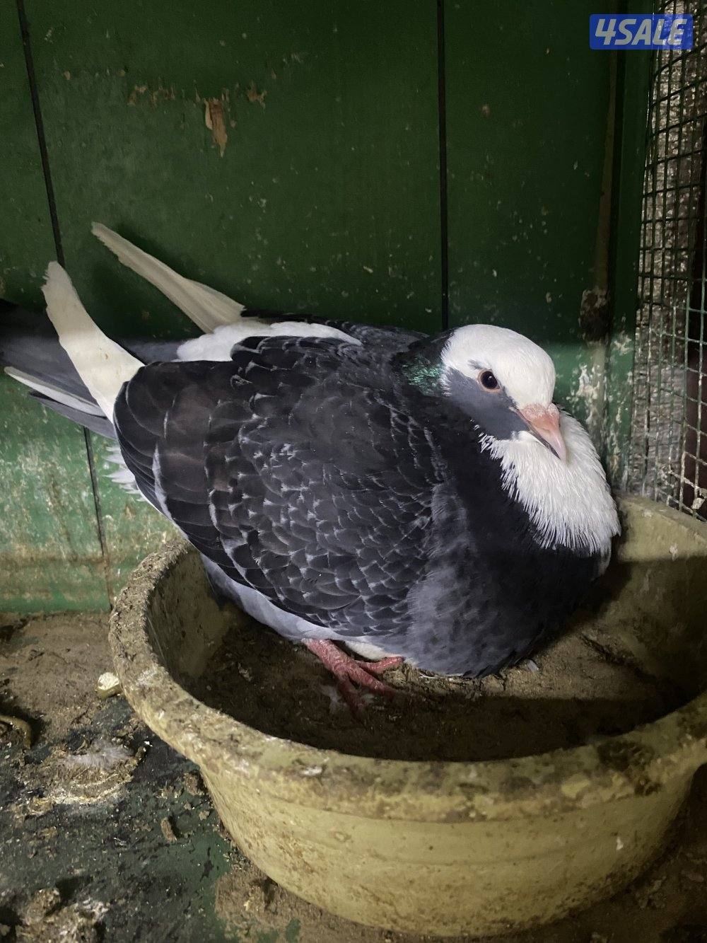 لاحم الوزان حجم xxxl1