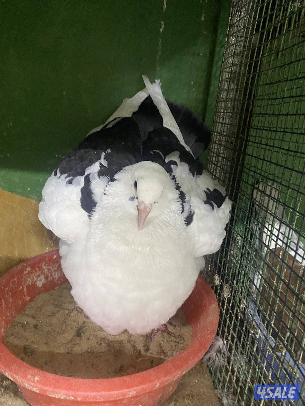 لاحم الوزان حجم xxxl2