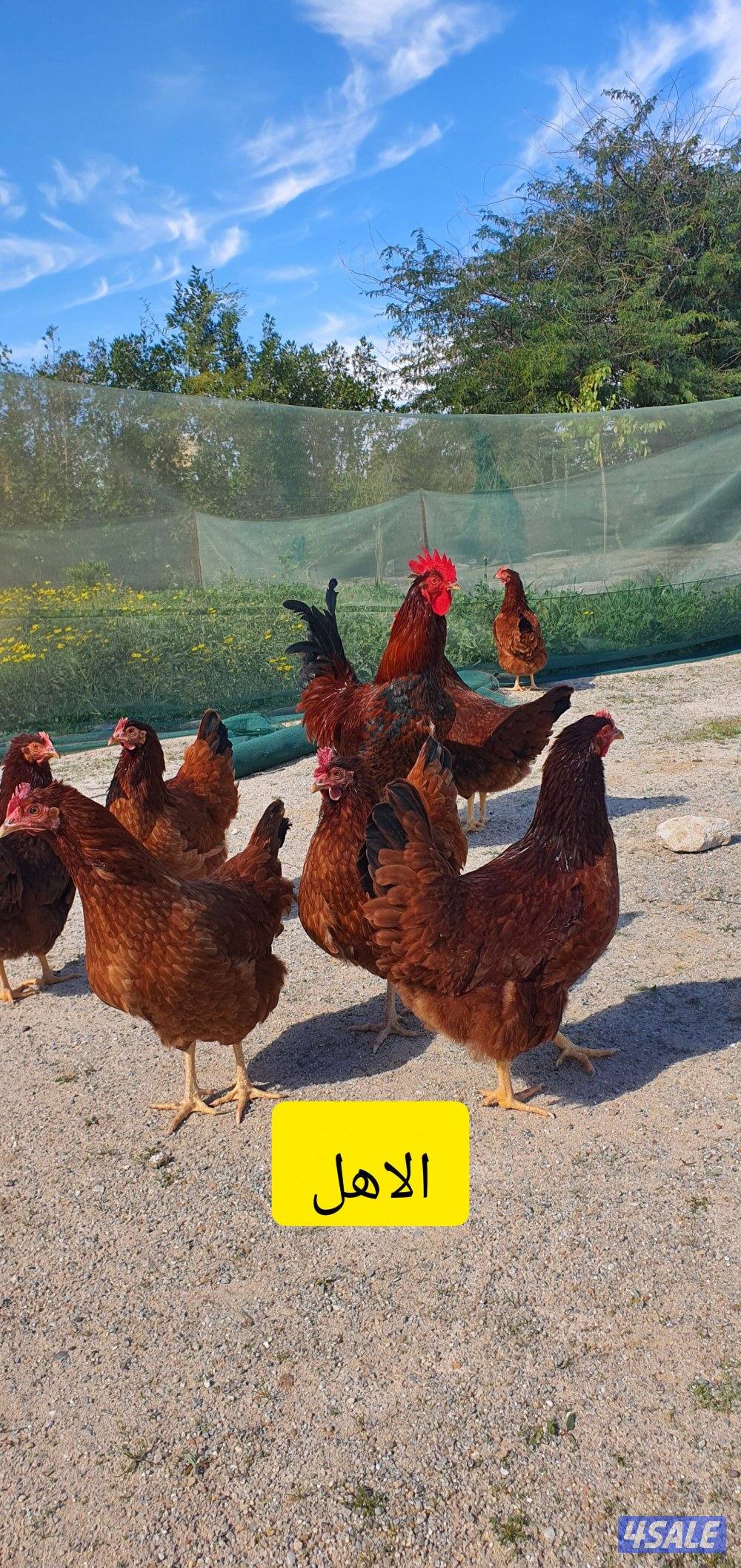 للبيع فروخ رود ايلاند + بيض ملون + لوهمان بيور للفقاسه🐤0