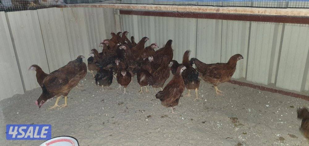 للبيع فروخ رود ايلاند + بيض ملون + لوهمان بيور للفقاسه🐤1