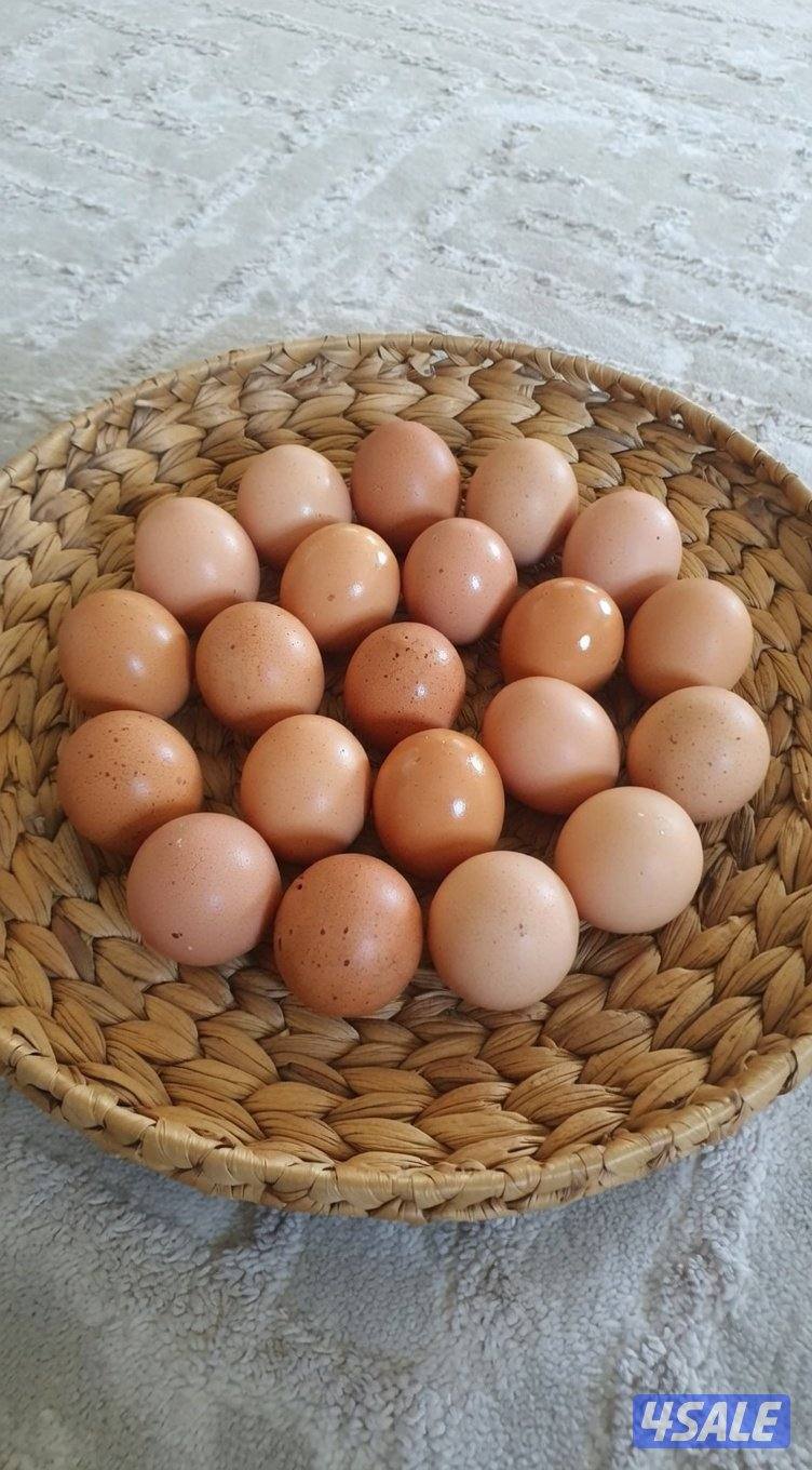 للبيع فروخ رود ايلاند + بيض ملون + لوهمان بيور للفقاسه🐤3