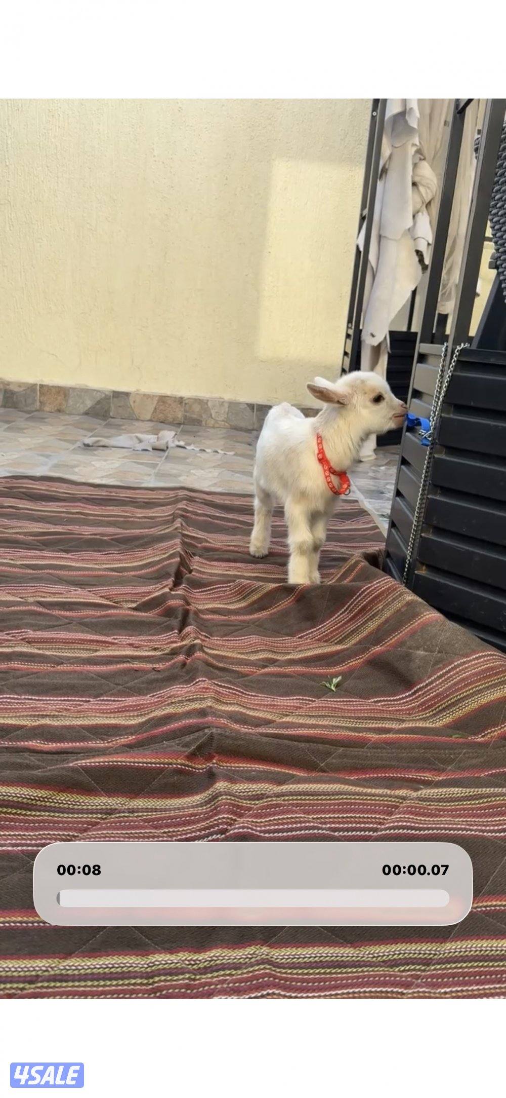 تيس جيكي نهاية رضاع0