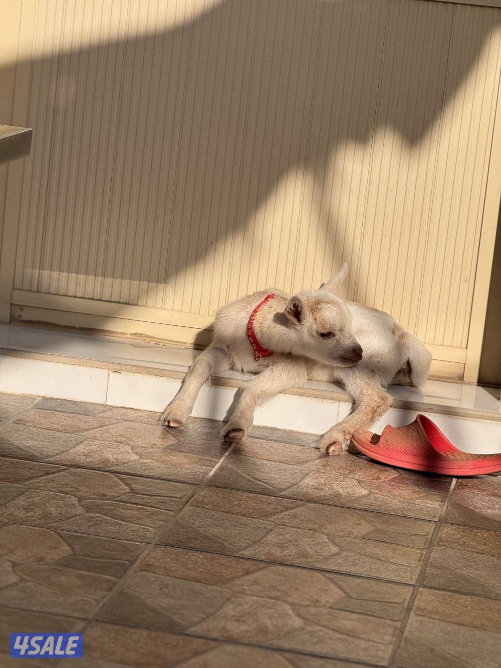 تيس جيكي نهاية رضاع1