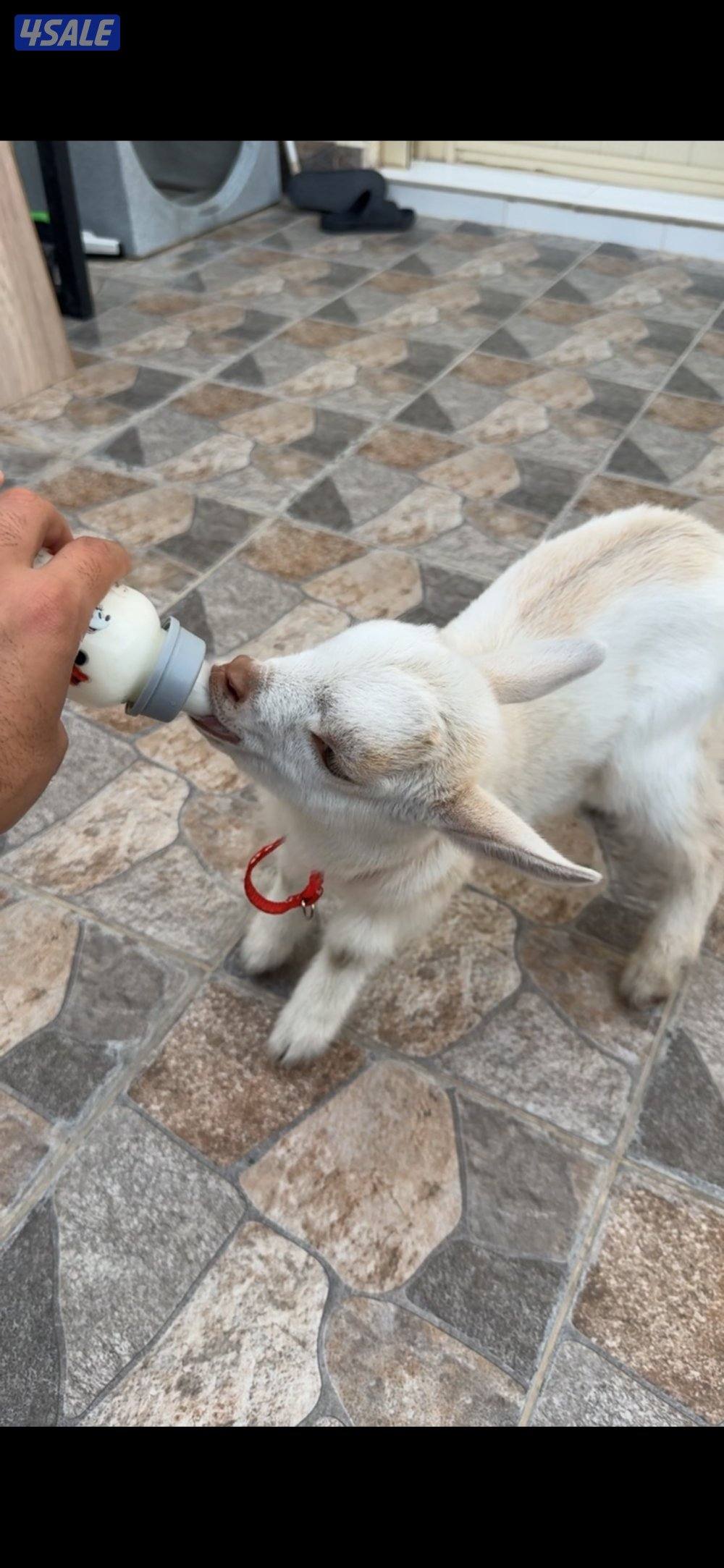 تيس جيكي نهاية رضاع2