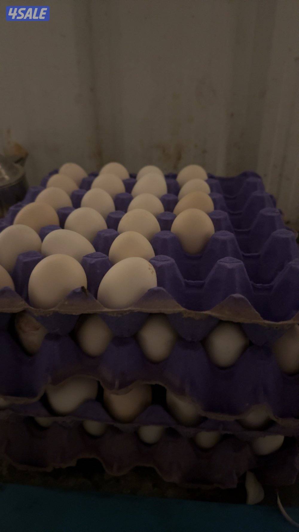 للبيع دجاج وأطباق بيض عربي قديم وعراقي1