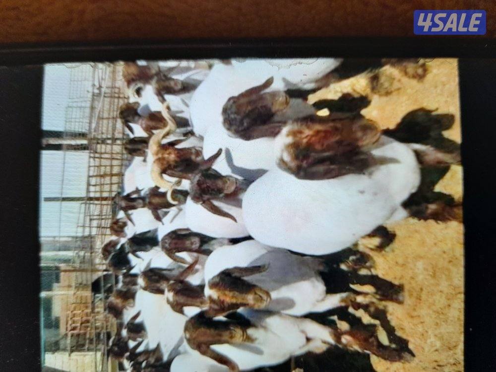 الوفره السكنيه0