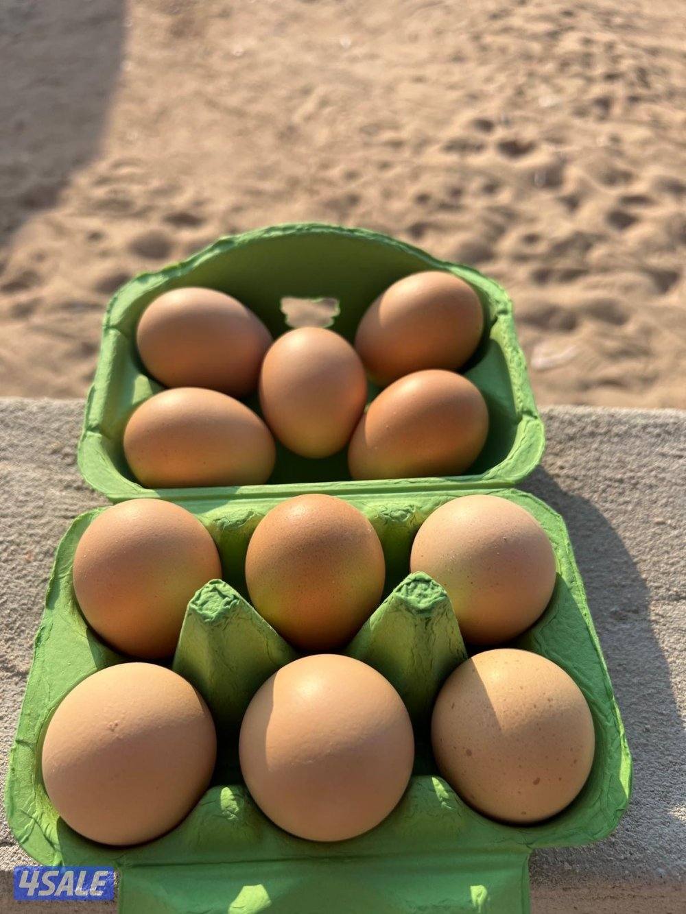 دجاج لوهمان الألماني بيور12