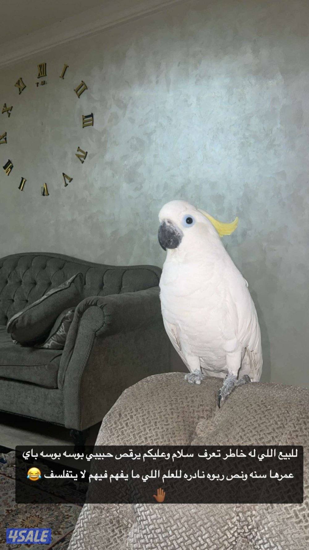 للبيع كوكاتو ترايتون عمرها سنه ونص  واتساب او مكالمه عاديه0