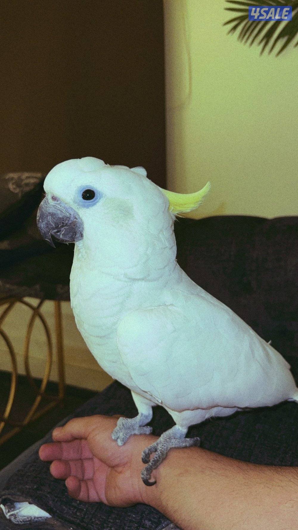 للبيع كوكاتو ترايتون عمرها سنه ونص  واتساب او مكالمه عاديه1