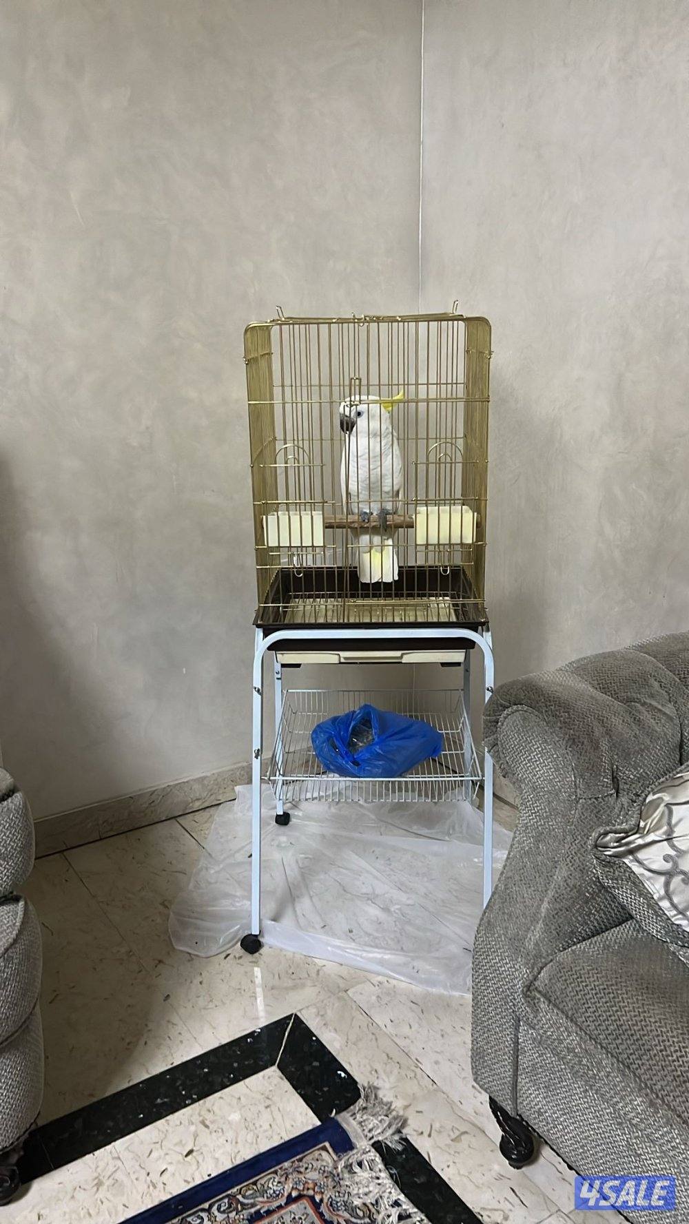 للبيع كوكاتو ترايتون عمرها سنه ونص  واتساب او مكالمه عاديه2