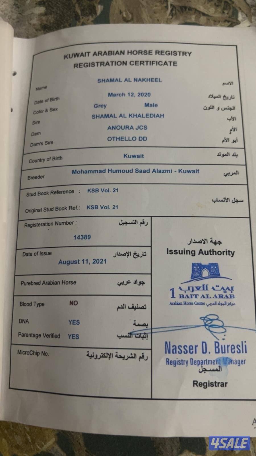 خيل بولش ولد شمال الخالديه1