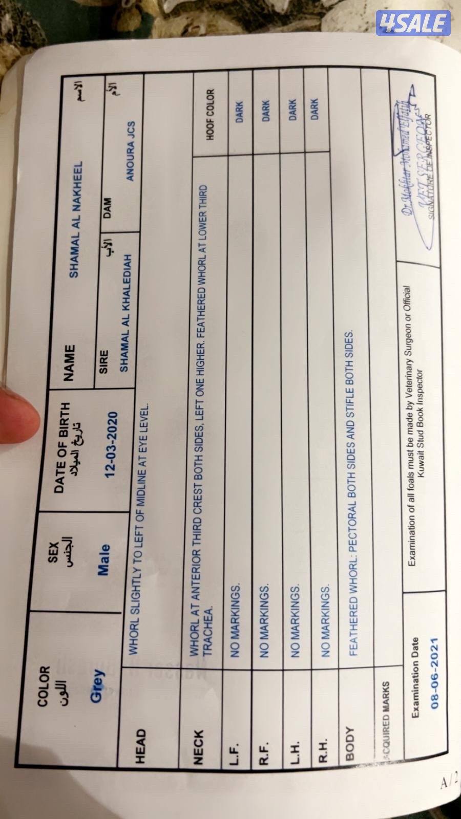 خيل بولش ولد شمال الخالديه0