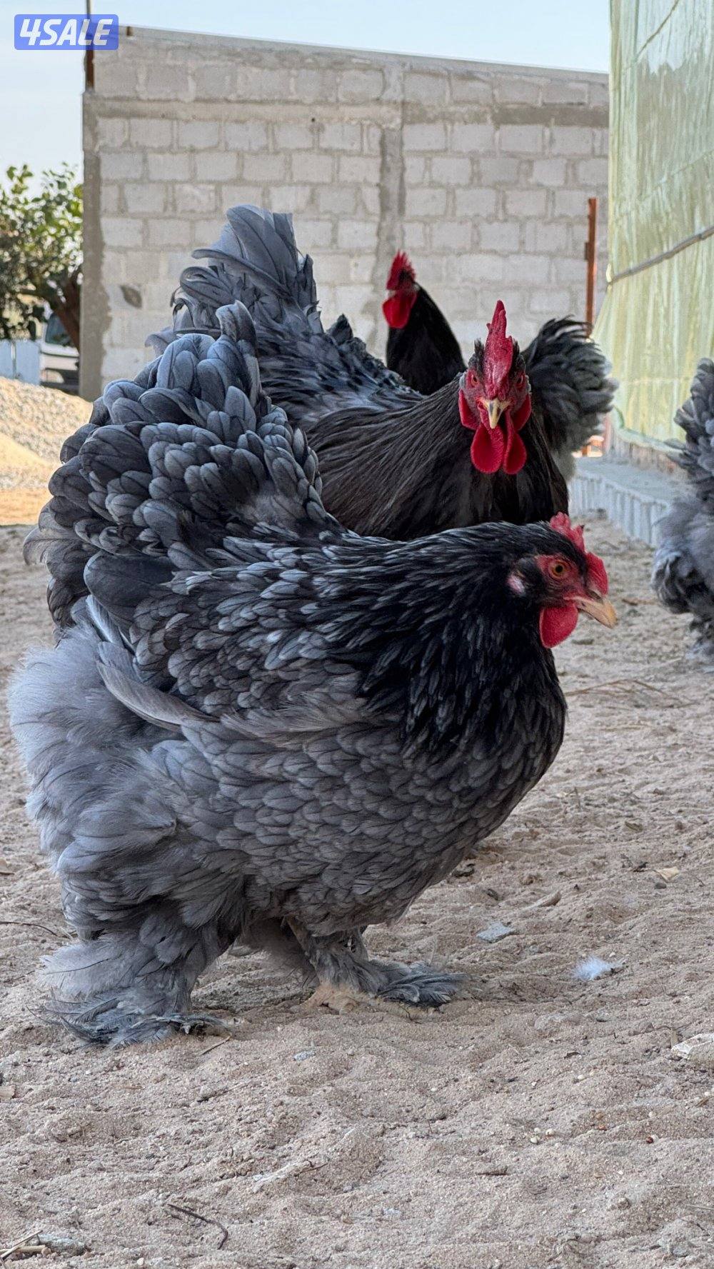 كوشن العملاق0