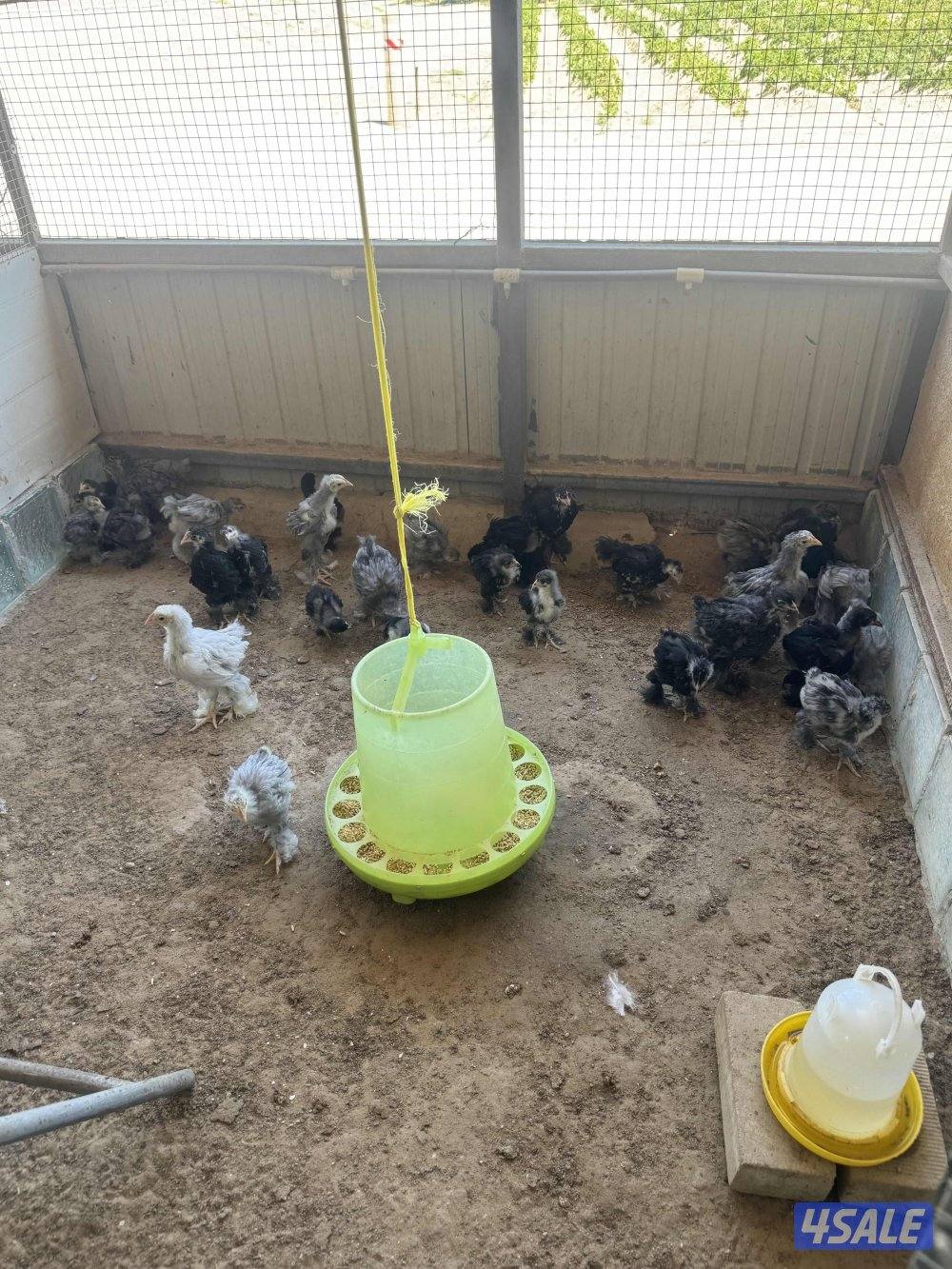 كوشن العملاق1