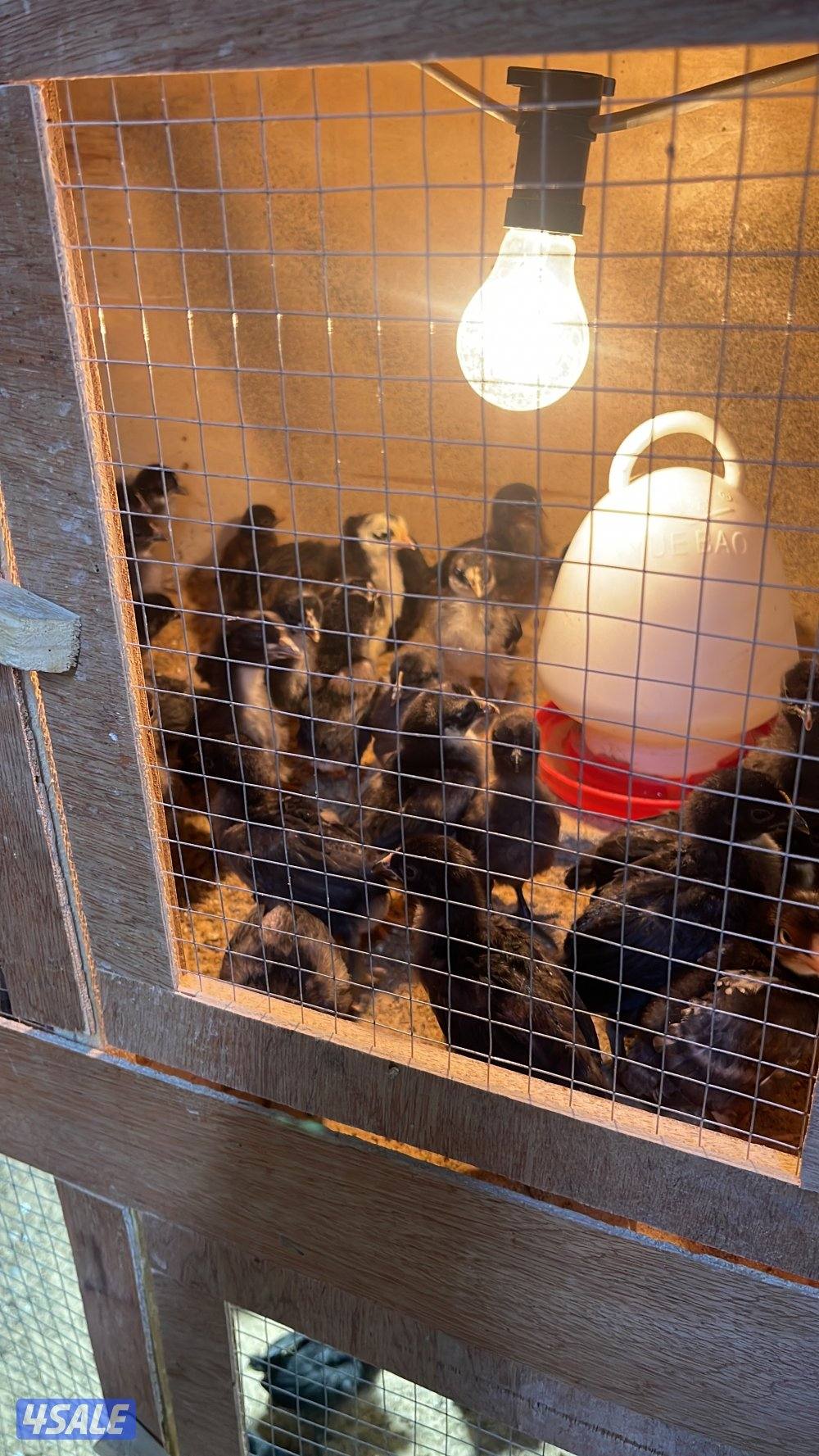 للبيع فروخ دجاج عربي قديم وفروخ دجاج عراقي وبط فرنسي ونعام الايمو0