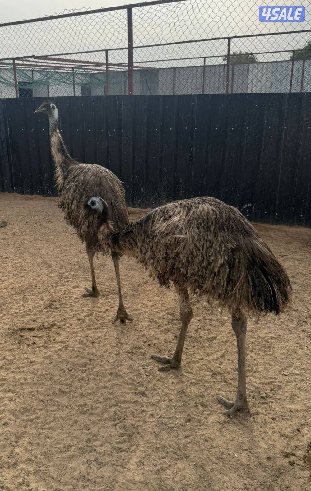 للبيع فروخ دجاج عربي قديم وفروخ دجاج عراقي وبط فرنسي ونعام الايمو1